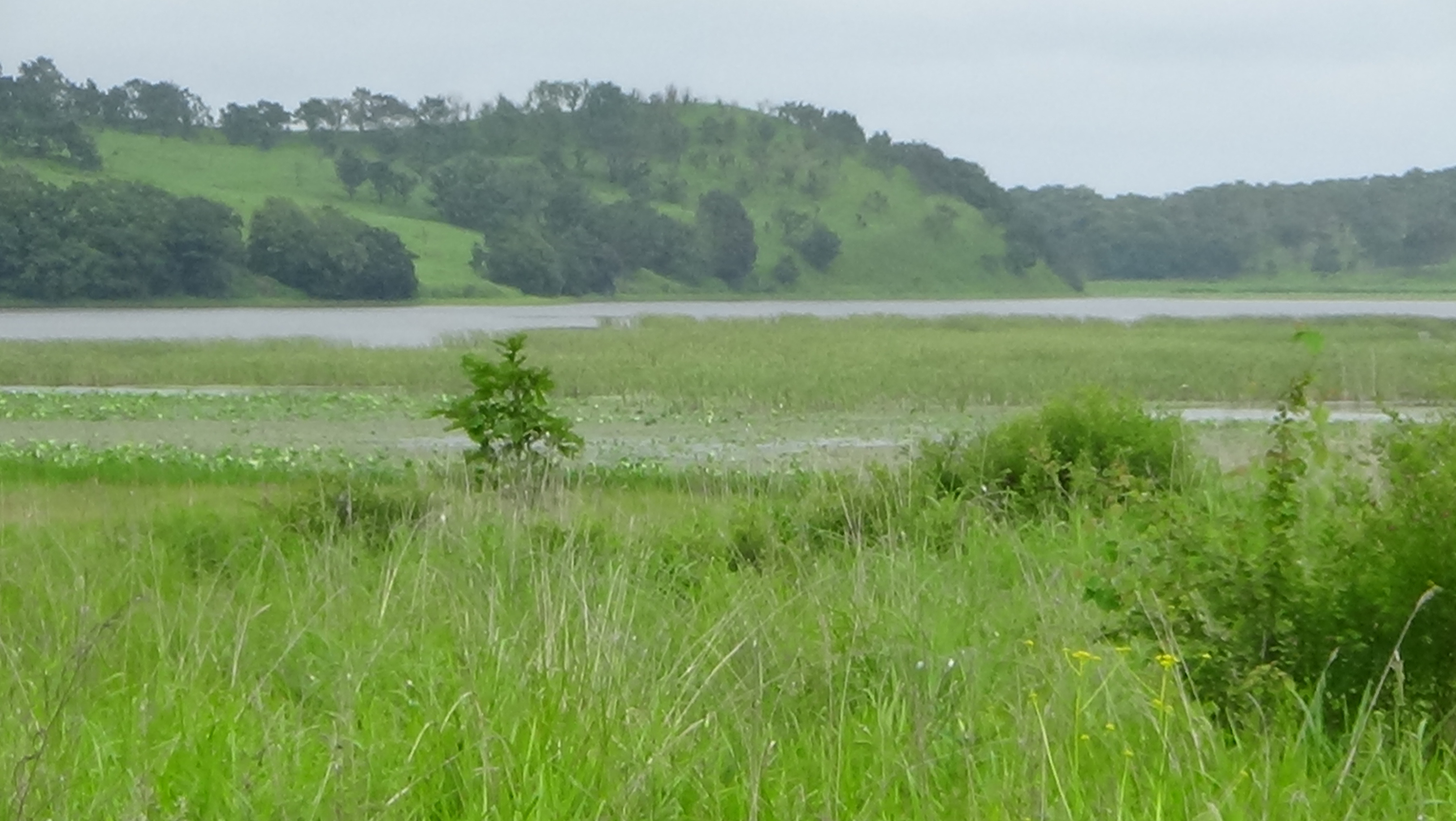 Bird lake